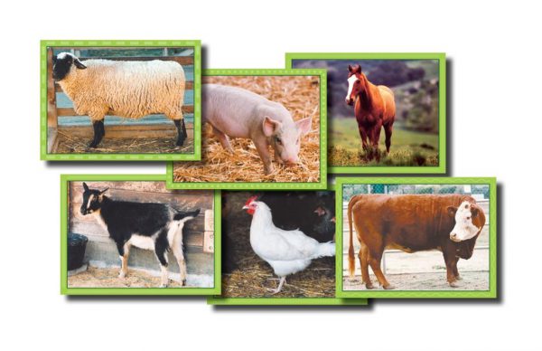 Blokkenpuzzel: Boerderijdieren  - 101 -